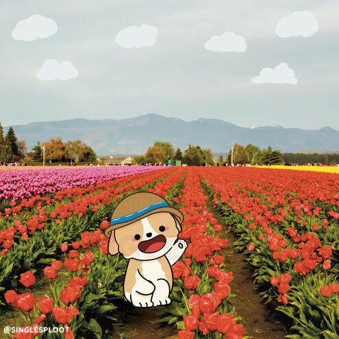 Tulip Fields